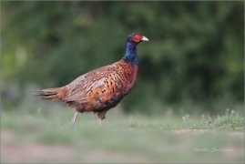 <p>BAŽANT OBECNÝ (Phasianus colchicus) Mladá Boleslav-Radouč /Common pheasant - Fasan/</p>